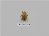 藏品(褐白金龜)的圖片